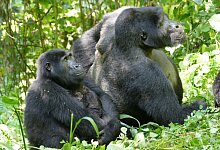 Berggorillas in Uganda - Martha Robbins/EurekAlert/dpa