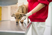 Mit dem Vierbeiner beim Tierarzt - Foto: Inga Kjer