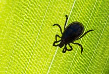 Zeckensaison - Foto: Patrick Pleul/dpa-Zentralbild/dpa