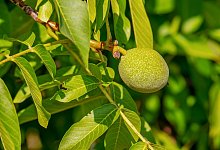 Walnussbaum - Symbolfoto: Pixabay