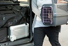 Die Transportbox im Fahrzeug sichern - Foto: Kai Remmers/dpa-tmn