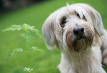 Hund - Foto: Monika Skolimowska/dpa