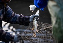 Hecht - Foto: Alexander Prautzsch/zB/dpa