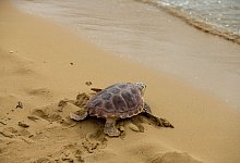Plastikm&uuml;ll als Falle f&uuml;r junge Meeresschildkr&ouml;ten - Foto: Steve Parsons/PA Wire/dpa