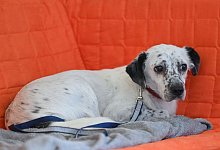 Ein Hund liegt auf einem Sofa. - Patrick Pleul/dpa/dpa-tmn
