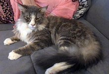 Katze - Foto: Dieter Taubert