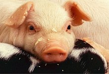  - Symbolbild Pixabay