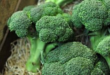 Brokkoli - Andrea Warnecke/dpa-tmn