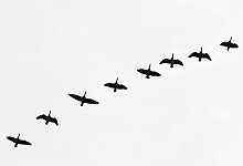 Schutz vor Vogelgrippe - Patrick Pleul/dpa-Zentralbild/dpa