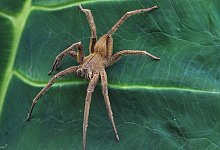 Spinne - picture alliance / blickwinkel/G. Kunz