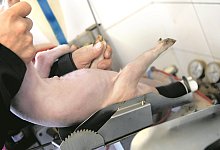 Ferkelkastration - Symbolfoto dpa