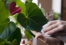 Frau staubt eine Flamingoblume ab - Silvia Marks/dpa-tmn