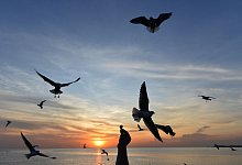 Möwen in Thailand - Rachen Sageamsak/XinHua/dpa