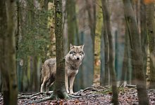 Wolf im Wald - Foto: Klaus-Dietmar Gabbert