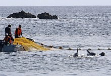 Delfinjagd in Japan - Foto: -/kyodo/dpa
