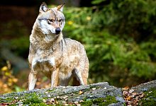 Wolf in Oberbayern - dpa