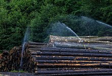 Baumst&auml;mme - Philipp von Ditfurth/dpa