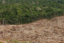 Abholzung im Amazonas - Marcelo Sayao/epa efe/dpa