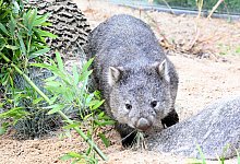 Wombat-Baby - Franziska Kraufmann/dpa