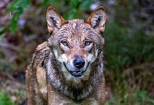 Niederlande versch&auml;rfen Warnung nach Wolfsattacke auf Kind - Armin Weigel/dpa