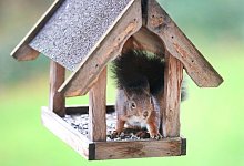 Eichh&ouml;rnchen - dpa