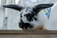 Kaninchen - Foto: Axel Heimken/dpa