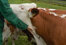 Entspannte Kuh - Foto: -/Institute of Animal Welfare Science, Vetmeduni Vienna /dpa