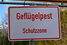 Gefl&uuml;gelpest - Patrick Pleul/dpa-Zentralbild/dpa/Symbolbild