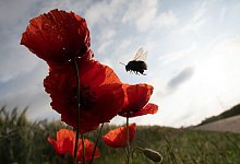 Artenvielfalt in Gefahr: Viel Tiere und Pflanzen bedroht - Sebastian Gollnow/dpa