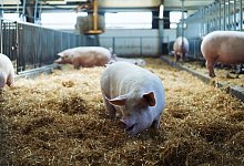 Im Stall: Die D&auml;nen sind weiter, was die antibiotikafreie Mast in gr&ouml;&szlig;erem Stil angeht, wei&szlig; der Versmolder Familienunternehmer Hans Ehwald Reinert. Foto: Reinert