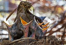 Eine Amsel sitzt mit ihren Küken in einem Nest - Jens Büttner/dpa