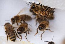 Bienen auf Baltrum - Foto: Sina Schuldt/dpa