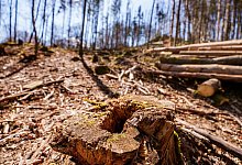 Zustand des Waldes - Andreas Arnold/dpa