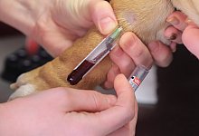 Routine-Check beim&nbsp;Tierarzt - Foto: Jens Wolf/dpa
