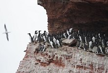 Jedes Jahr Mitte Juni beginnt auf Helgoland der sogenannte Lummensprung. - Marcus Brandt/dpa