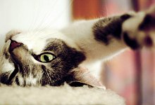 Katze daheim - Foto: Karolin Kr&auml;mer/dpa-tmn