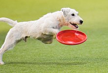Ein Hund f&auml;ngt eine Frisbee - Kirsten Neumann/dpa-tmn