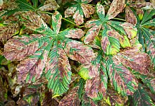 Miniermotte sch&auml;digt Kastanien - Foto: dpa