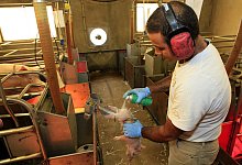 Bauern wollen weg von Ferkel-Kastration - Henk Riswick/LFD Holding /dpa