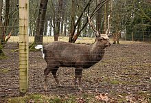 Sikawild-Gehege - Marlen Grote(LZ)