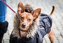 Pinscher im Pelz - Frank Rumpenhorst