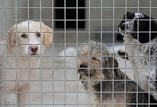 Hunde im Tierheim - Swen Pf&ouml;rtner/dpa/Archivbild