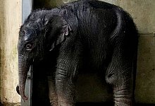 Elefantenbaby im Leipziger Zoo - --/Zoo Leipzig/dpa