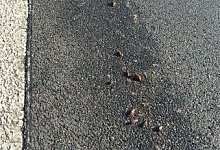 Gef&auml;hrlich: Dieses Polizeifoto zeigt einige der Schnecken, die sich auf die Autobahn 33 verirrt hatten. - Polizei