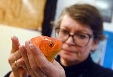 Fischtier&auml;rztin Sandra Lechleiter - Uli Deck/dpa