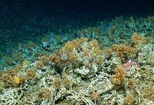 Unber&uuml;hrtes Korallenriff - HOV Alvin/WHOI MISO Facility/Woods Hole Oceanographic Institution/dpa