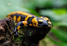 Feuersalamander - Daniel Karmann/dpa