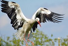 Fliegender Storch - Symbolfoto Pixabay