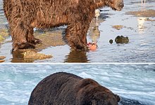 Braunbär «Jumbo Jet» - C. Rohdenburg/L.Law/Katmai National Park and Preserve/dpa