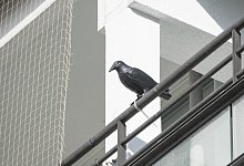 Mit Windr&auml;dern und Plastikraben Tauben verscheuchen - Foto: Robert G&uuml;nther